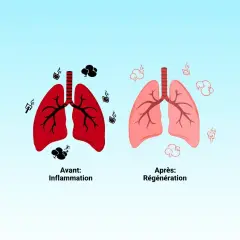 Poumons rouges enflammés avant, poumons roses régénérés après. Arrêter de vapoter, bienfait pour la santé.