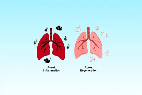 Poumons rouges enflammés avant, poumons roses régénérés après. Arrêter de vapoter, bienfait pour la santé.