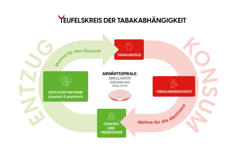 Schéma du cercle vicieux de la dépendance au tabac : consommation, sevrage tabagique effets, craving, et rechute.