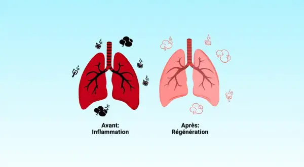 Poumons rouges enflammés avant, poumons roses régénérés après. Arrêter de vapoter, bienfait pour la santé.