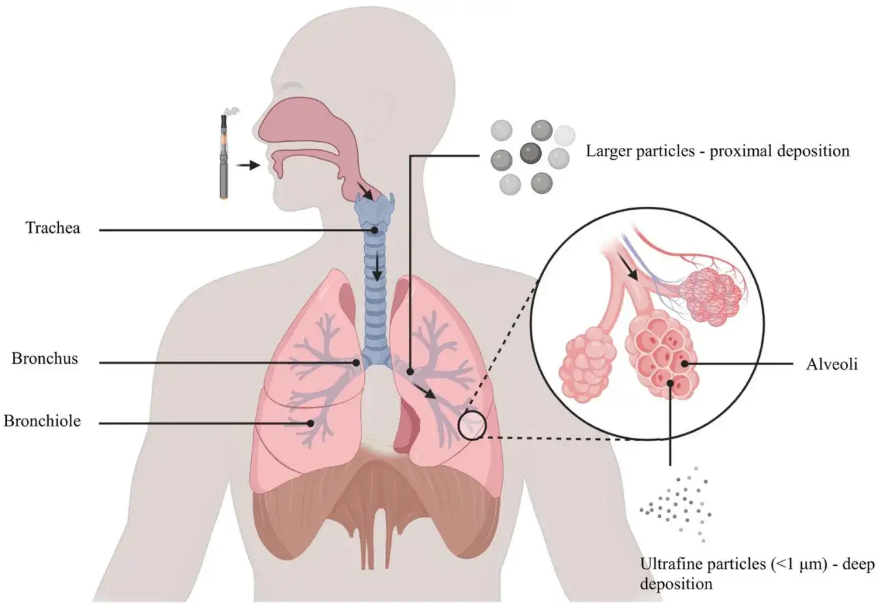 Illustration montrant l'inhalation de particules par une cigarette électronique, pouvant causer une toux grasse et des dépôts dans les poumons.
