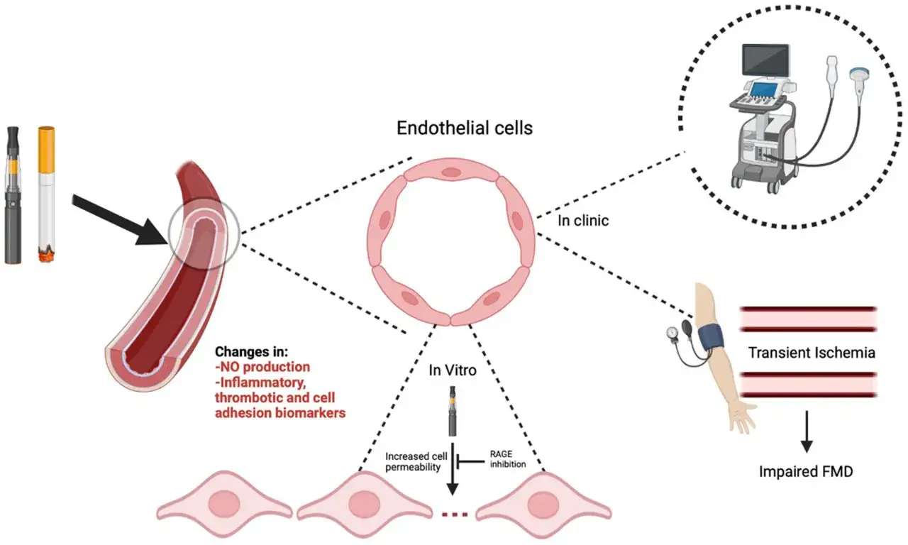 Le vapotage affecte les cellules endothéliales, entraînant des changements qui peuvent impacter la tension artérielle et causer une ischémie transitoire.